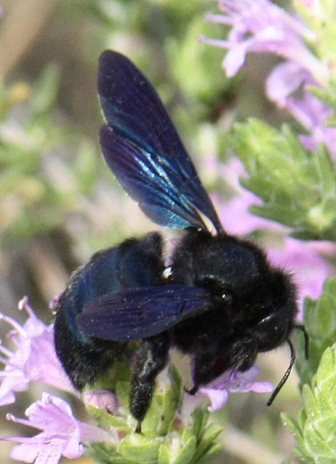 Xylocopa cfr violacea